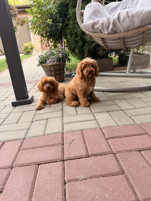 Cavapoo chłopak misiaki