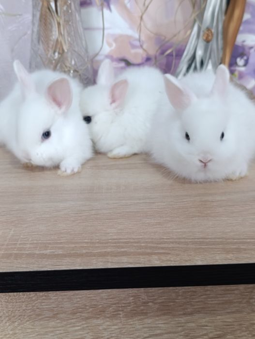 Карликовые кролики, самцы