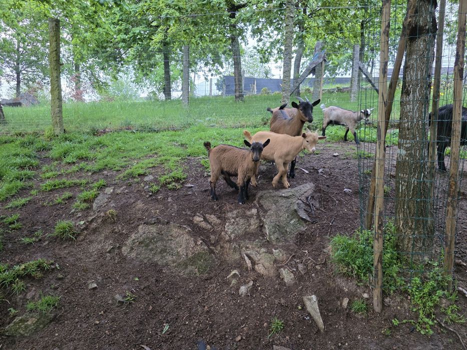 Cabras cruzadas de Anãs