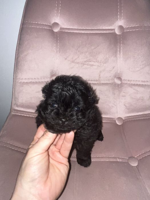 Suczka pomapoo  czarna