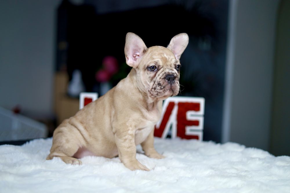 Buldog Francuski
