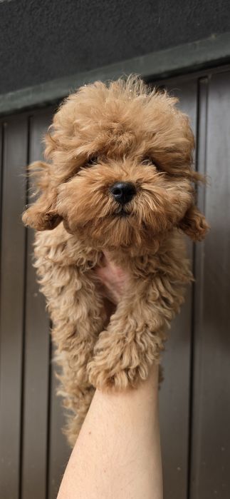 Cavapoo / dziewczynka