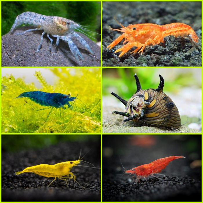 Aquasousa.com - Camarões Neocaridina/Madeira/Amano e Caracóis