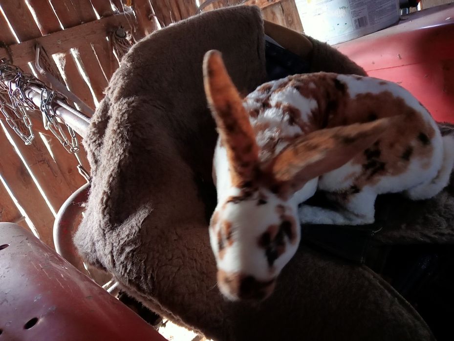 Rex Trójbarwny 10 miesięczny