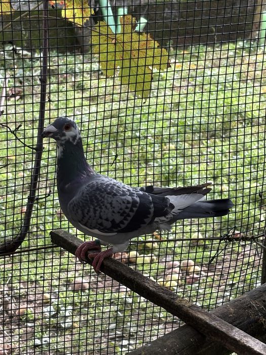 Casais - pombos correios linha antiga