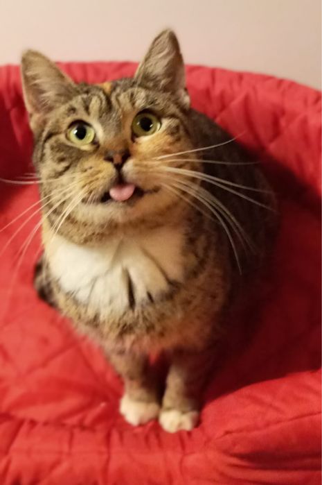 Kotka Gaja szuka domku