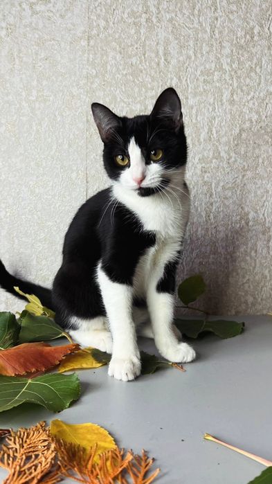 Отдам черно-белого котенка, девочка, 4 месяца