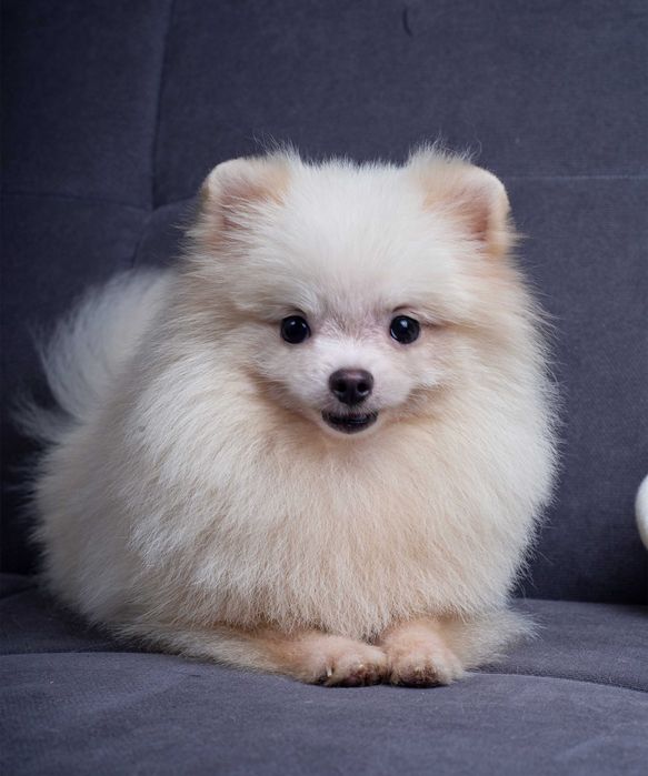 Померанский Шпиц - мини - 1,5 кг -1,5 роки(КСУ)