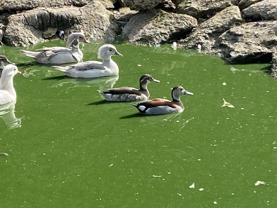 Cyraneczki czerwonoramienne kaczki ozdobne samce