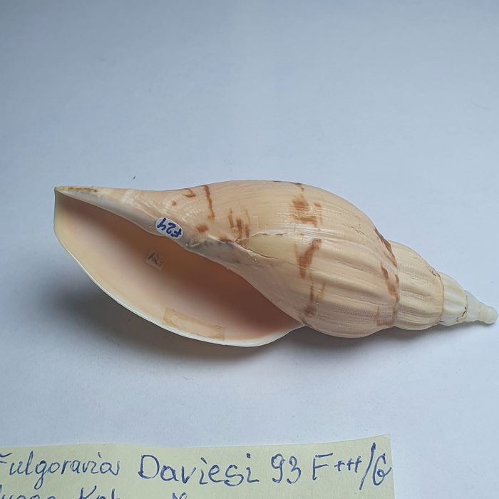 Voluta Flugoraria daviesi