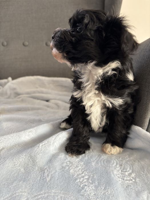 Maltipoo - rozmiar S,  piesek gotowy do odbioru