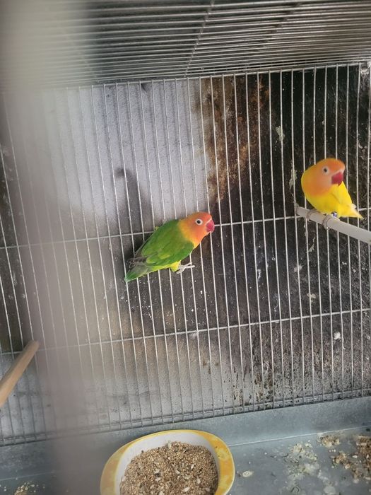 Vários casais de Agapórnis disponíveis