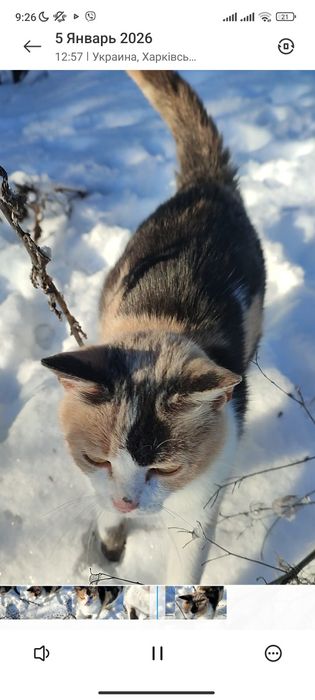 Молоденькая кошечка ищет дом