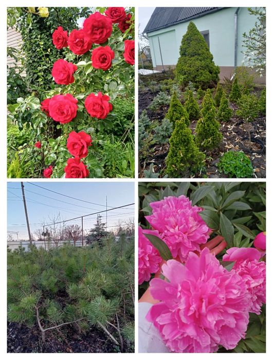 ЯЛИНА блакитна колюча Туя смарагд  туя колумна, сосна недорого