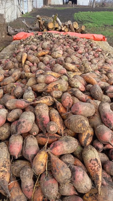 Кормовий Бурячок