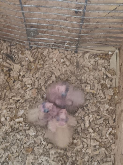 Disponível para domesticar
