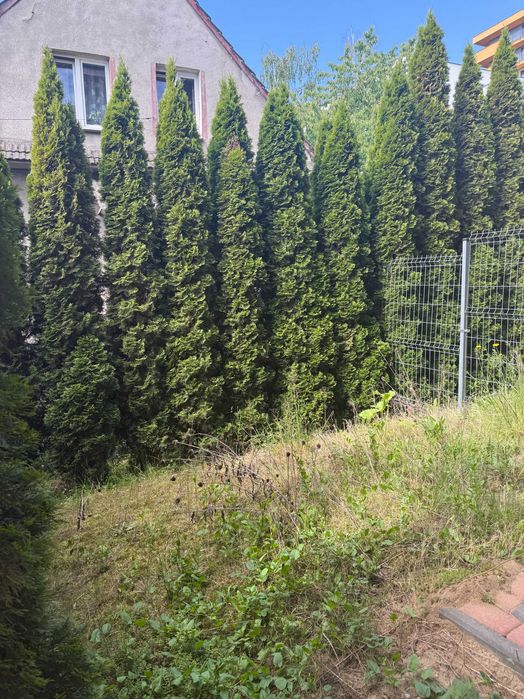Zdjęcie 7