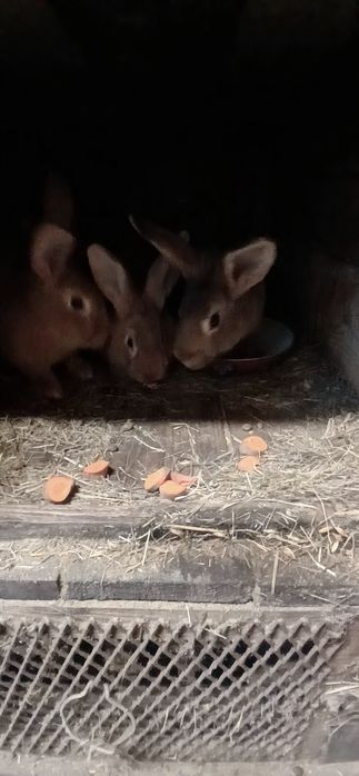 Króliki mieszańce samiczki do zakocenia