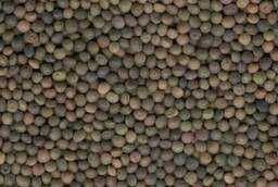 Wyka jara, nasiona, tani azot, dobra cena!