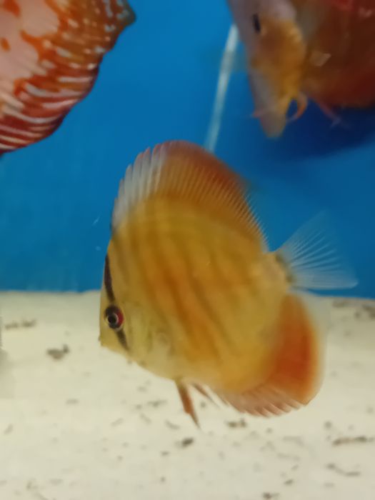 Paletki Red cover