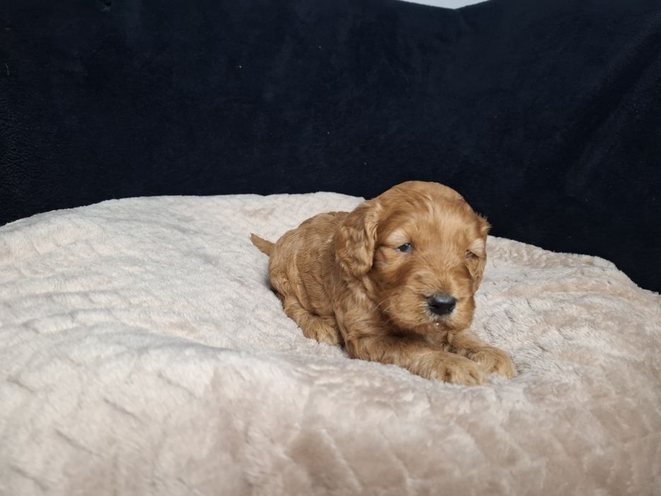 cocapoo mama cocker spaniel