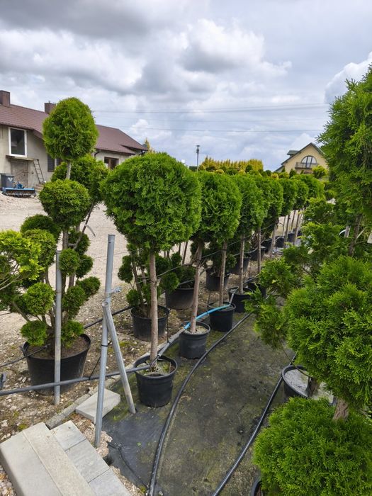 Bonsai Tuja  brabant formowana w kulę