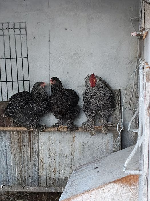 Galo brahama barrado