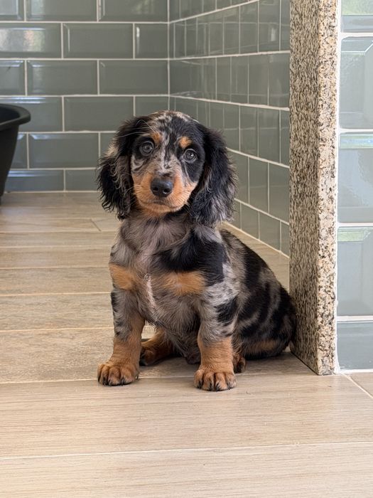 Teckel Black Merle Pelo comprido