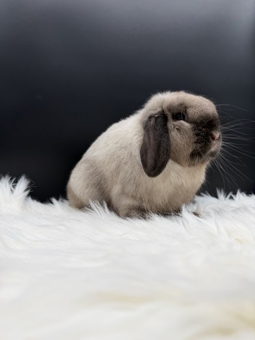 Samiec Mini Lop - Import