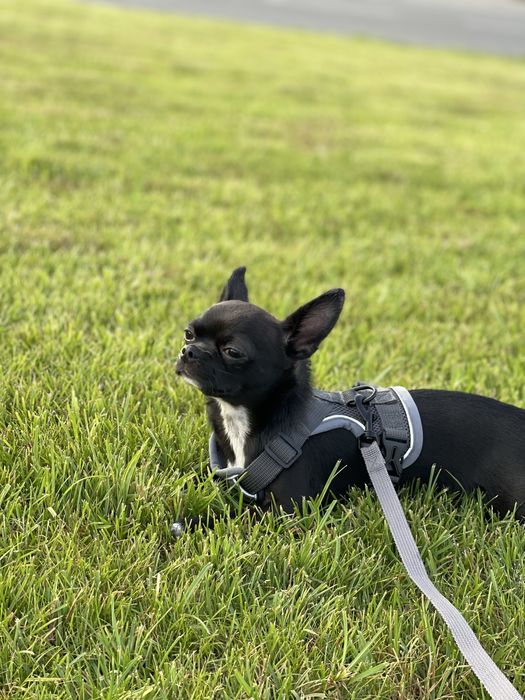 В’язка чіхуахуа — хлопчик