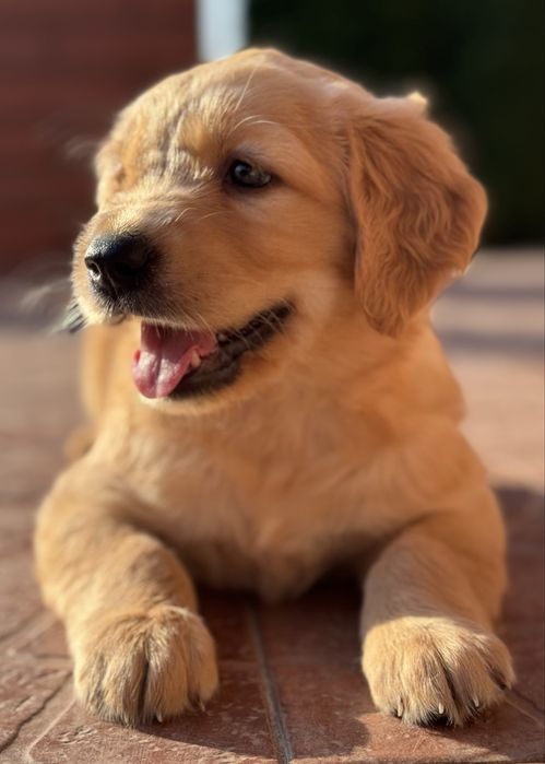 Golden Retriever - Mam juz 5 tygodni