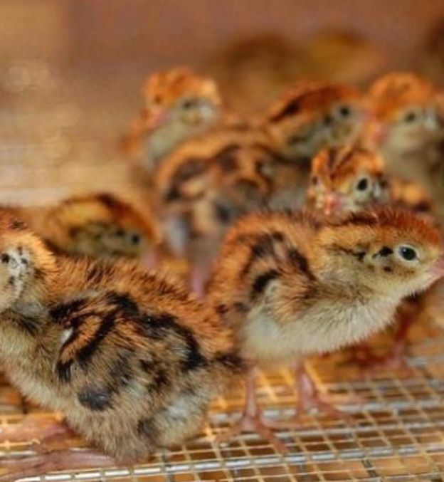 Продам перепелині яйця