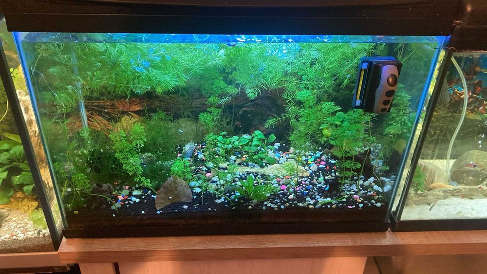 Camarões blue dream