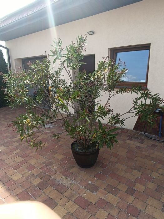 Drzewka ozdobne Oleandra.