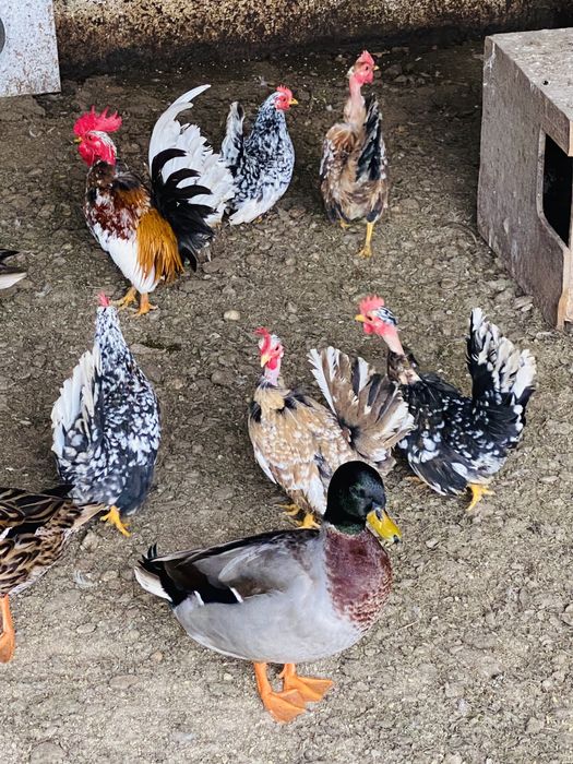 Ovos de garnisés carecas miniatura.