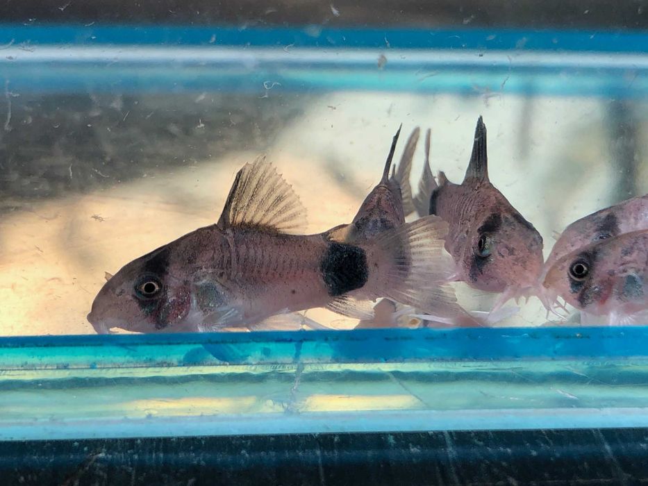 Kirys Panda sum Panda