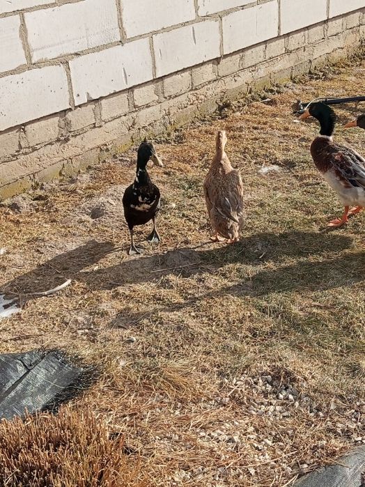 Sprzedam kaczki biegusy