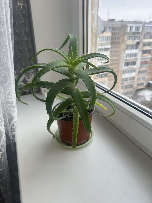 Алое вазонок алое