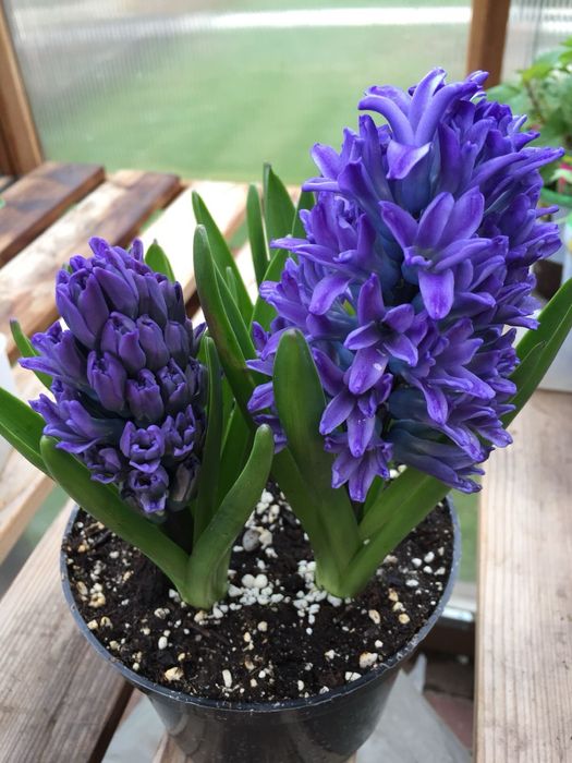 Квіти в горщиках до 14 лютого та 8 березня | ОПТ та РОЗДРІБ