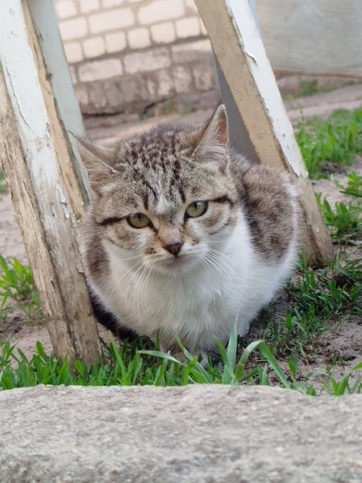 Віддам кішку в добрі руки​ 2 роки