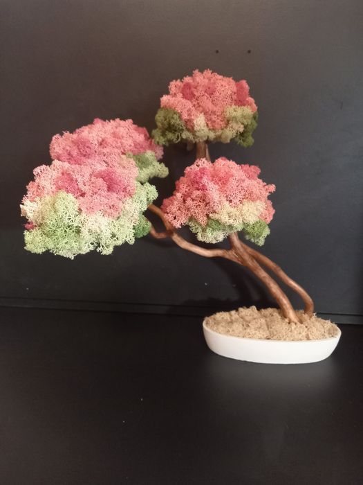 Drzewko bonsai kwitnące. Mech Chrobotek. Dekoracje wnętrz. Prezent.