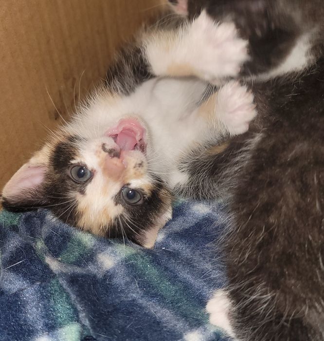 ТЕРМІНОВО!!! Домівка або перетримка!