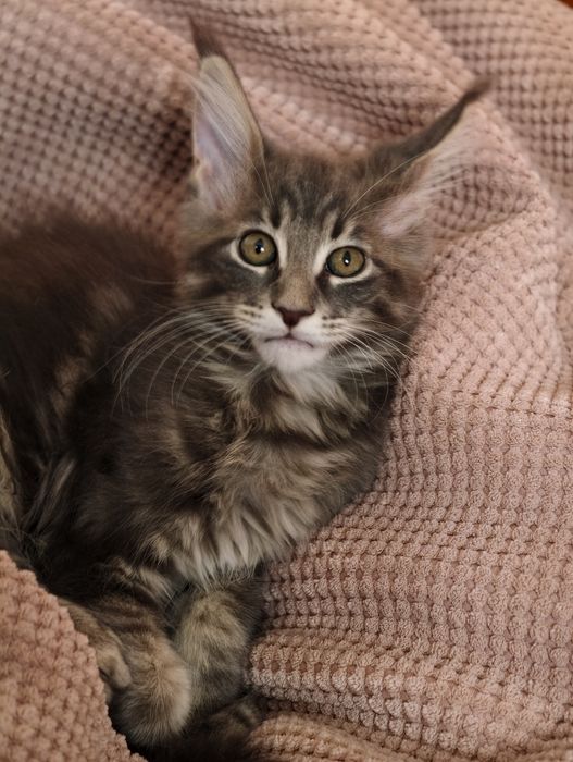 Kotka Maine Coon kociak