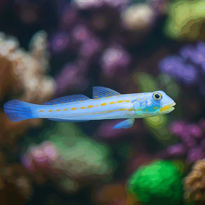 Valenciennea puellaris [Ryba morska}