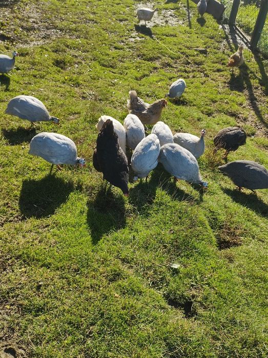 Perliczki tegoroczne