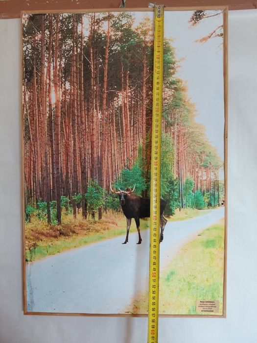 Obraz dekoracyjny drewniany 40x57cm na ścianę łoś przyroda