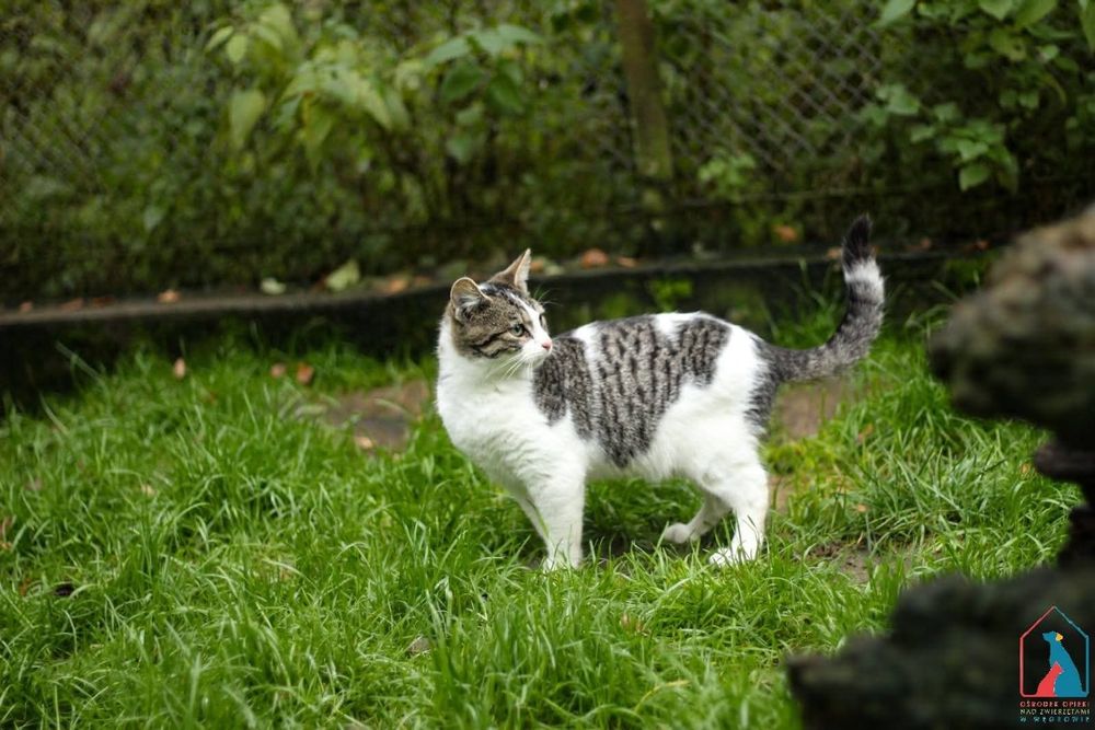 Rajo 264/25 - SZUKA DOMU!