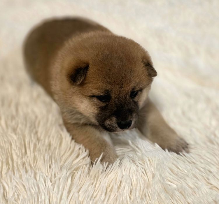Shiba inu fci z rodowodem