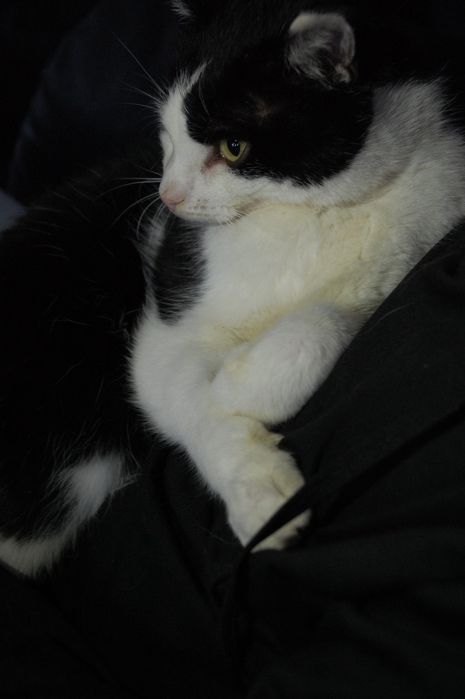 Do adopcji Romeo, kocur, wykastrowany, zdrowy szuka kochającego domu.