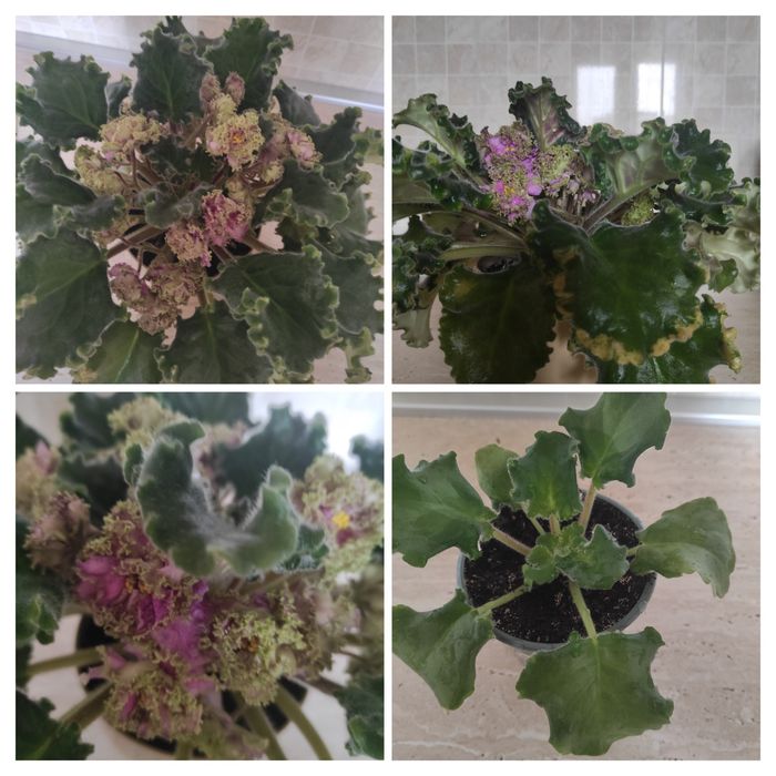 Продам сортовую фиалку фата моргана на подарок или для себя любимой